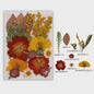 Set Gedroogde Bloemen & Bladeren (16-19 Stuks) - Natuurlijk & Realistisch