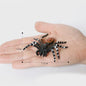 Montessori Levenscyclus Insecten Speelgoed: Spin, Duizendpoot, Schorpioen & Mier