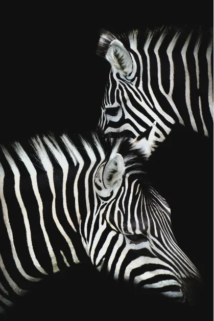 Moderne Canvas Schilderijen met Dieren: Leeuw, Olifant, Zebra & meer - Minimalistische Wanddecoratie
