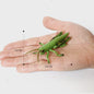Realistische Insecten & Slakken Modellen - Educatief Speelgoed, Verzamelen & Decoratie
