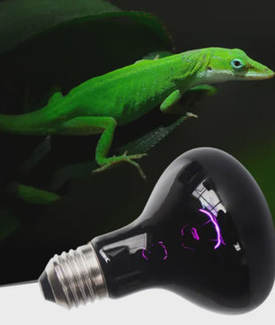 Reptielen UVA Infrarood Maanlicht Warmtelamp - 25W t/m 100W