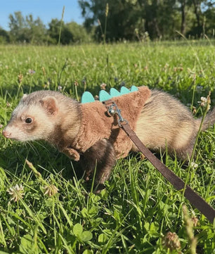 Veilig en Comfortabel Dinosaurusharnas met Riem voor Fretten, Hamsters en Cavia's