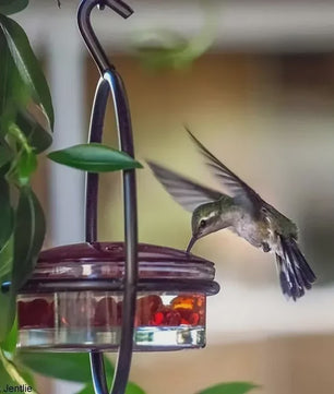 Hangende Kolibrivoederaar - Ronde Water Voeder voor Tuin en Balkon