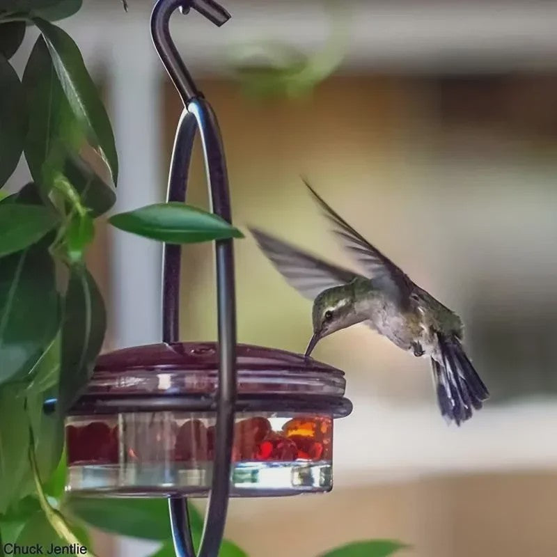 Hangende Kolibrivoederaar - Ronde Water Voeder voor Tuin en Balkon