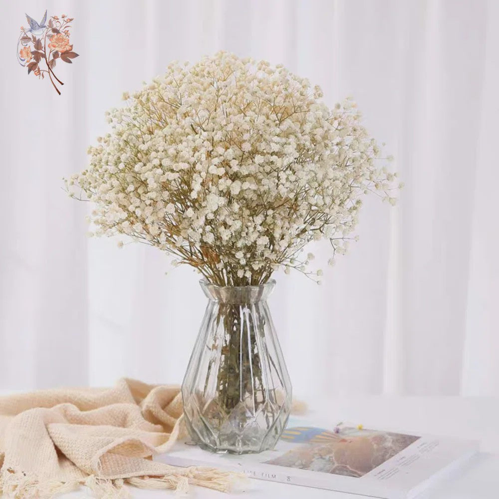 60g Gedroogde Baby's Breath Bloemboeket - Natuurlijke Gypsophila Decoratie
