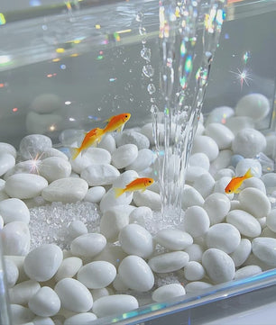 Witte Rivierstenen 2-3cm (250/600g) - Gladde Decoratieve Kiezels voor Aquarium, Terrarium & Planten