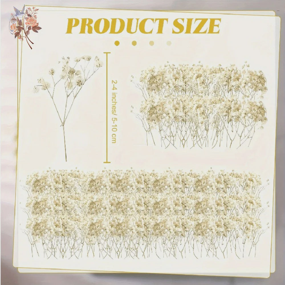Gedroogde Mini Gipsenkruid Bloemen (100 stuks) - DIY Decoratie & Cadeau