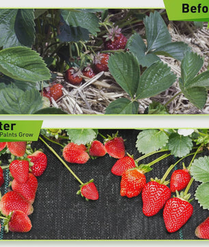 Zware Onkruiddoek Bodembedekker Zwart PP - UV Bestendig voor Tuin & Gazon