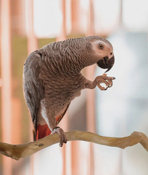 Natuurlijke Vogel Zittak met Klauw slijpfunctie - Ideaal voor Papegaaien & Parkieten
