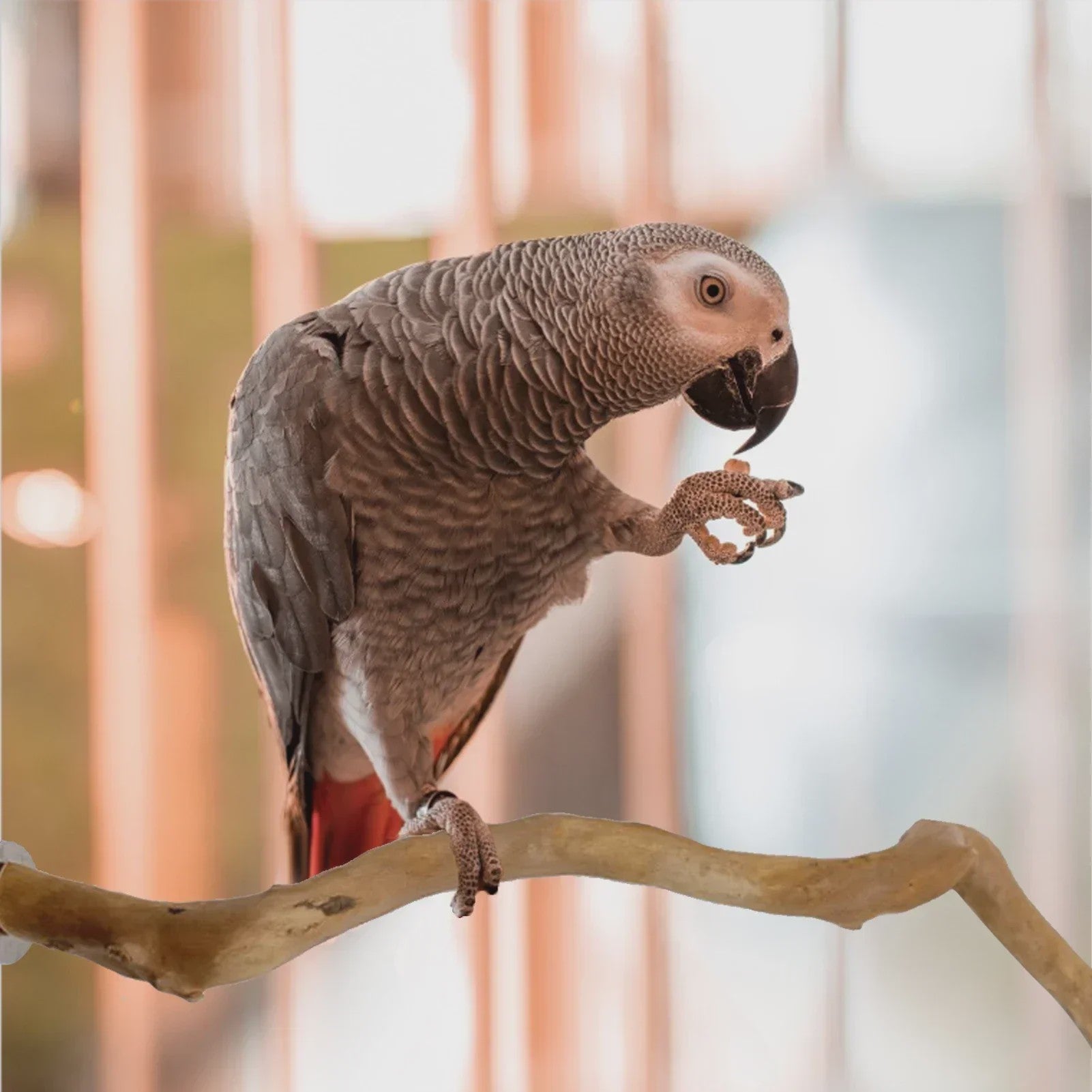 Natuurlijke Vogel Zittak met Klauw slijpfunctie - Ideaal voor Papegaaien & Parkieten