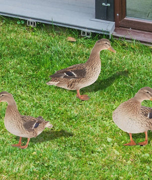 Levendige Acryl Eend Tuindecoratie met Paal - Vrolijke Tuinfiguur voor Buiten