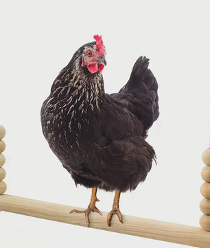 Houten Kip Schommel met Kralen - Klim- en Speeltoestel voor Kippen & Vogels