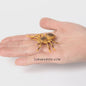 Realistische Insecten & Slakken Modellen - Educatief Speelgoed, Verzamelen & Decoratie