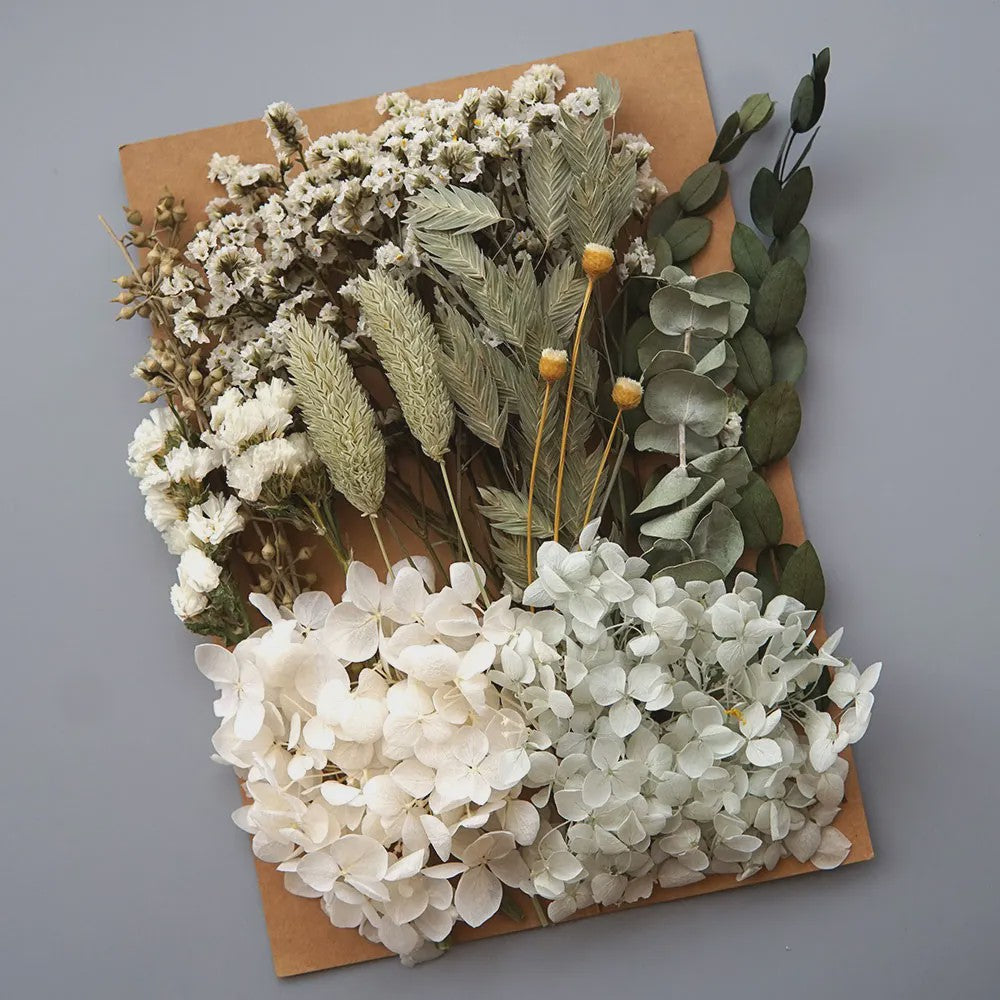 Set Gedroogde Bloemen & Hydrangea voor Ambacht & Decoratie