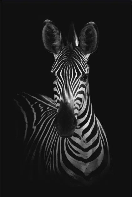 Moderne Canvas Schilderijen met Dieren: Leeuw, Olifant, Zebra & meer - Minimalistische Wanddecoratie
