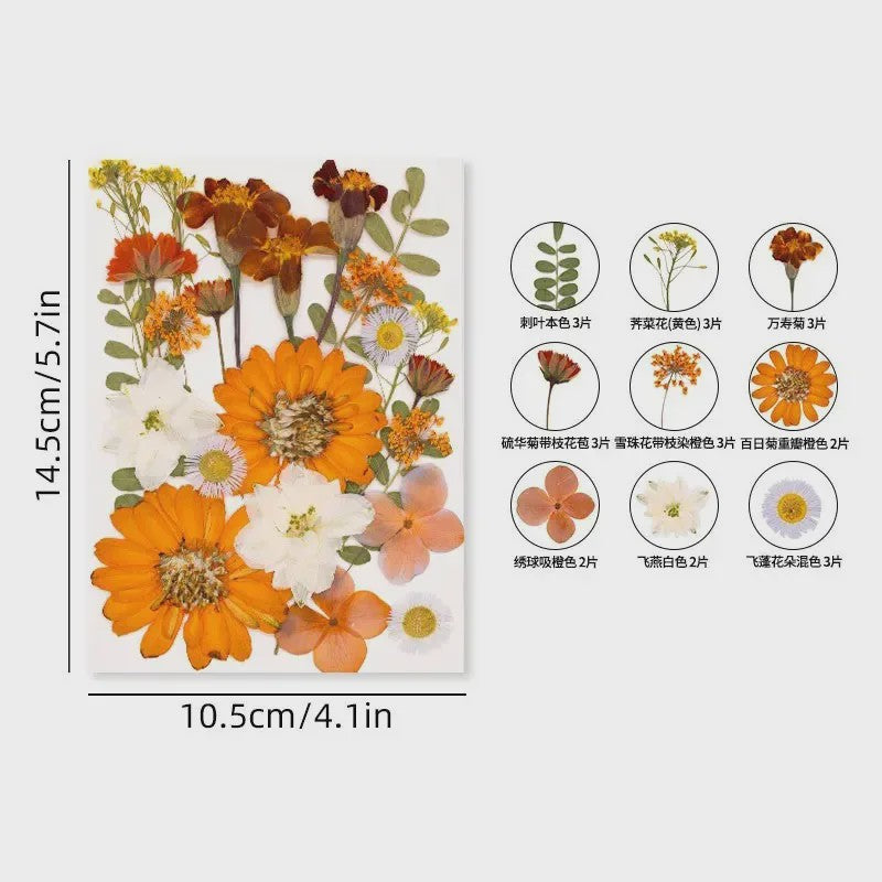 30 Stuks Gedroogde Persbloemen - Natuurlijke Bloemen & Bladeren voor Resin Art, Knutselen en Decoratie