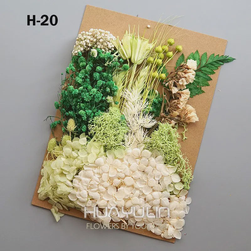 Set Gedroogde Bloemen & Hydrangea voor Ambacht & Decoratie