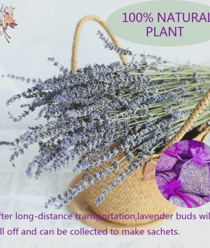 Natuurlijke Gedroogde Lavendel Bundels (50/100 Stuks) - Decoratie & Aromatherapie