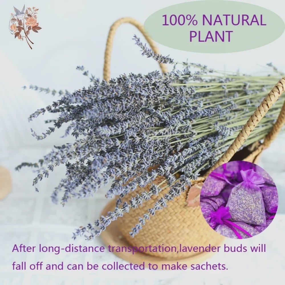 Natuurlijke Gedroogde Lavendel Bundels (50/100 Stuks) - Decoratie & Aromatherapie
