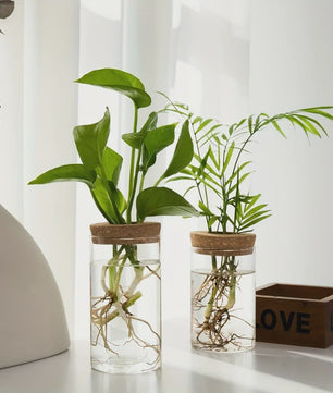Glazen Hydroponics Vaas - Plantenstekken Station & Decoratie