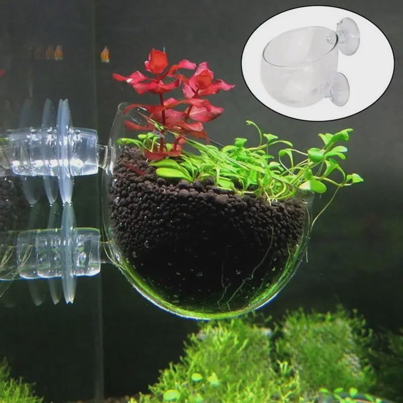 Aquarium Plantenbakje met Zuignap - Glas/Acryl Voederbakje & Plantenhouder