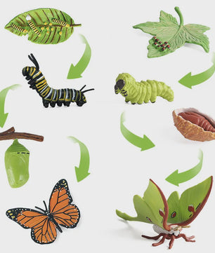 Educatieve Levenscyclus Figuren Set: Panda, Insecten, Pinguïns, Kikkers & Meer