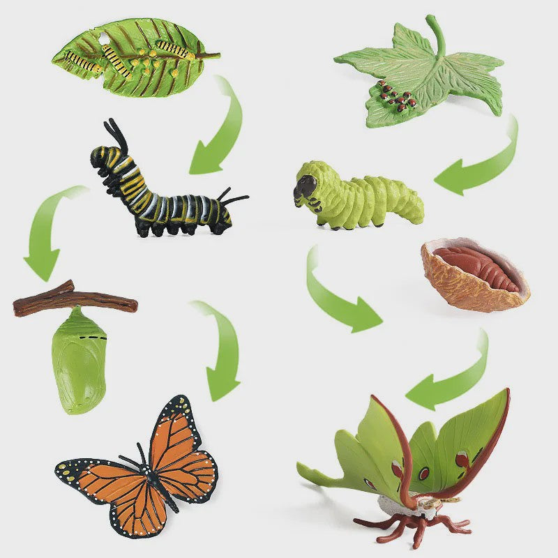Educatieve Levenscyclus Figuren Set: Panda, Insecten, Pinguïns, Kikkers & Meer