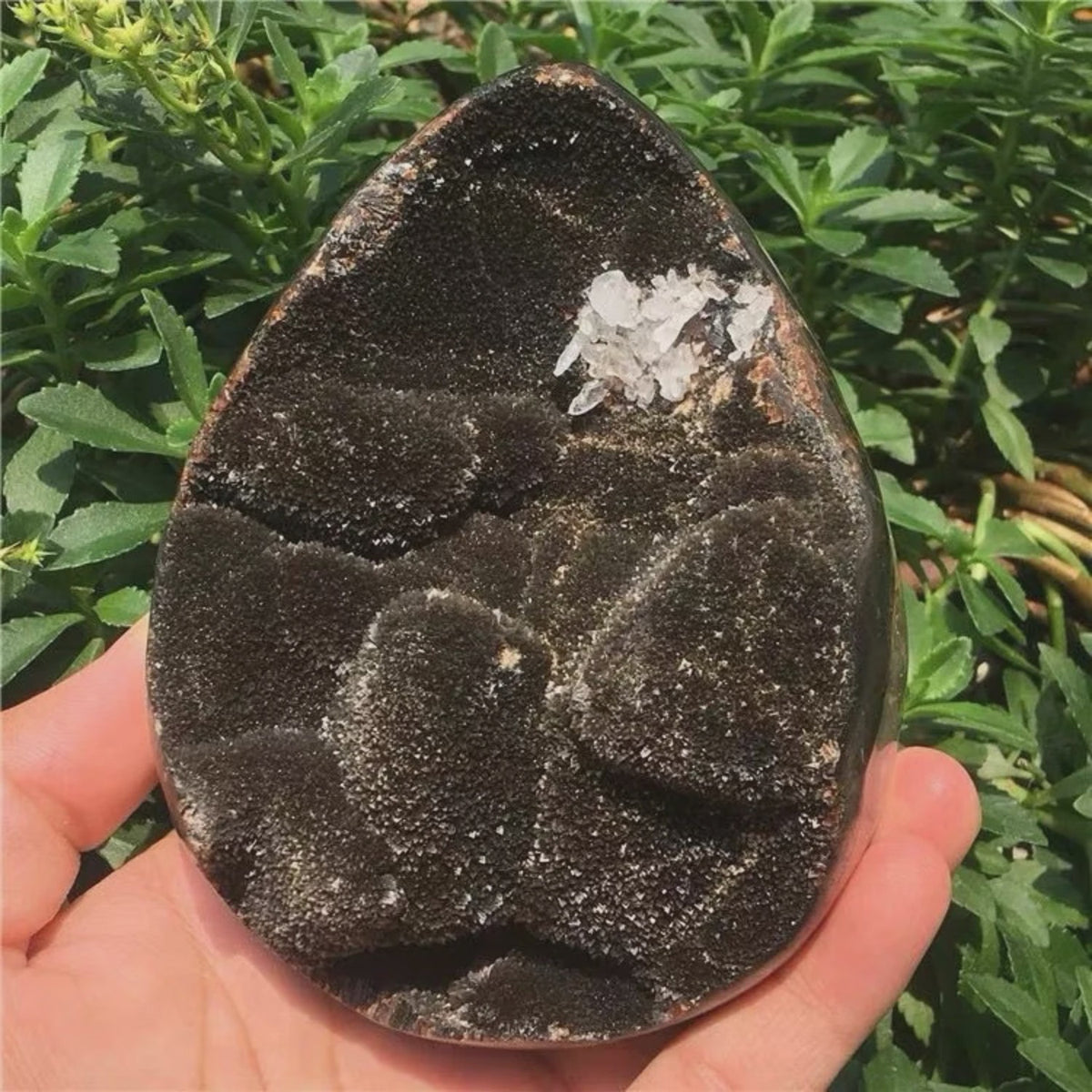 Septarian Draken Ei Kristal Geode - Zwart Kwarts voor Spirituele Heling & Decoratie