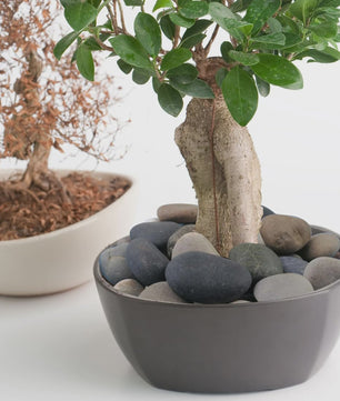 Natuurlijke Rivierstenen & Kiezels - Decoratief Grind voor Aquarium, Tuin & Planten