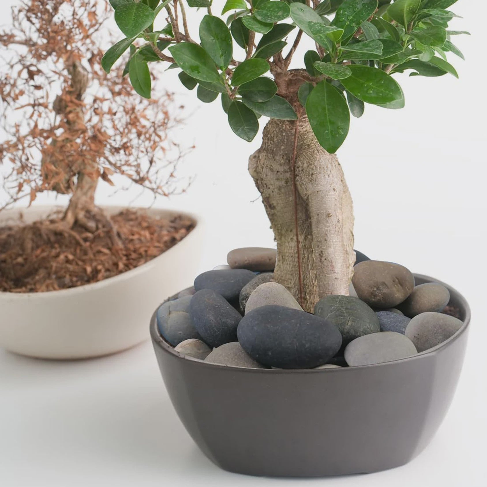 Natuurlijke Rivierstenen & Kiezels - Decoratief Grind voor Aquarium, Tuin & Planten