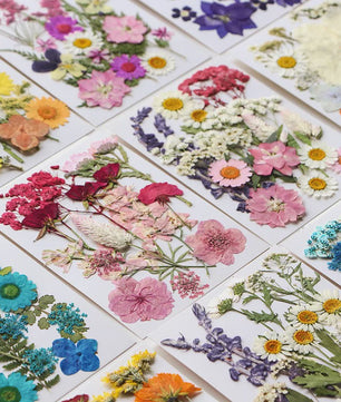 Set Gedroogde Bloemen & Bladeren (16-19 Stuks) - Natuurlijk & Realistisch