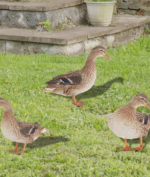 Levendige Acryl Eend Tuindecoratie met Paal - Vrolijke Tuinfiguur voor Buiten