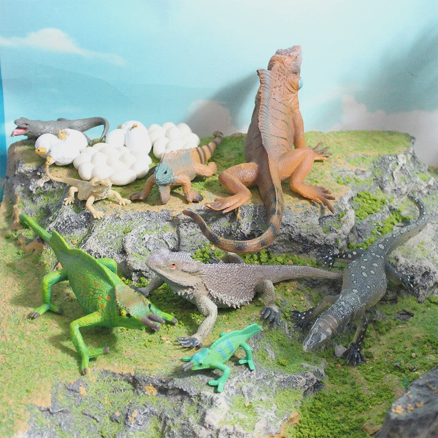 Educatieve Reptielen Levenscyclus Modellen: Kameleon, Baardagaam, Leguaan
