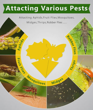 Effectieve Gele Insectenvallen: Vang Fruitvliegjes & Varenrouwmuggen Binnen & Buiten