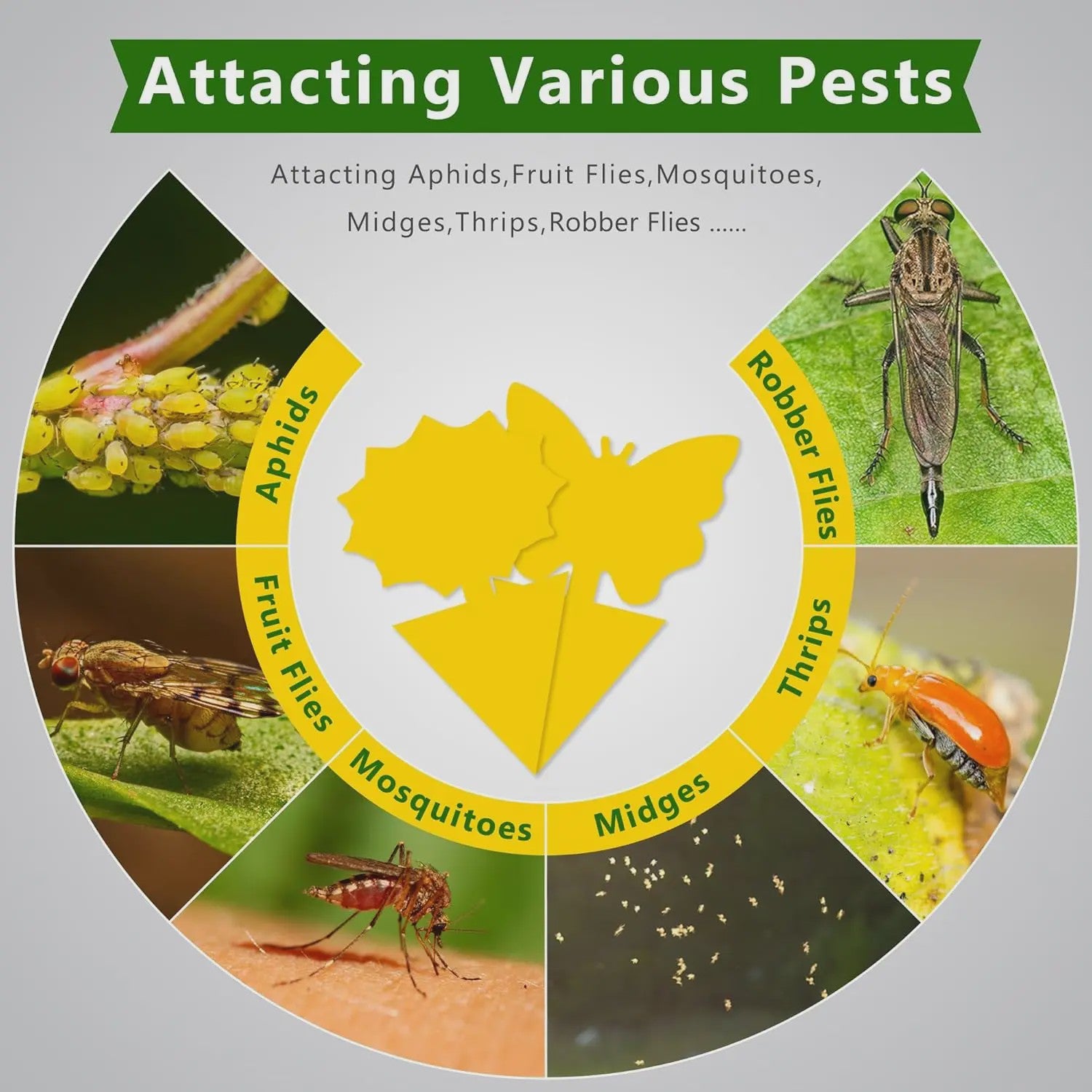 Effectieve Gele Insectenvallen: Vang Fruitvliegjes & Varenrouwmuggen Binnen & Buiten