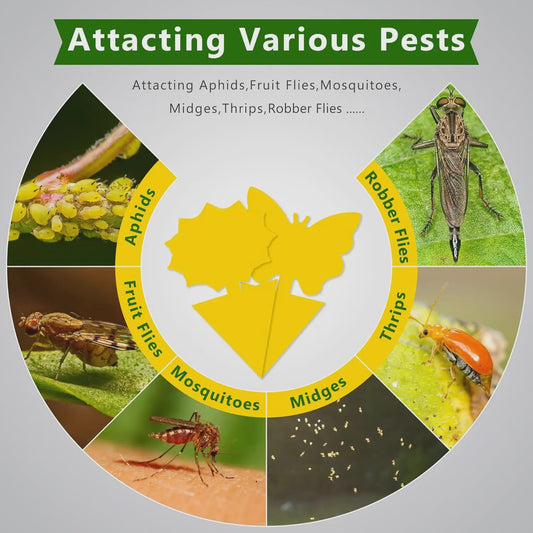 Effectieve Gele Insectenvallen: Vang Fruitvliegjes & Varenrouwmuggen Binnen & Buiten