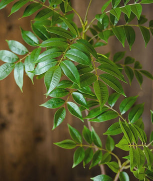 Grote Kunstplant Ficus Boom - 76-140cm - Realistische Kunst Banyan Plant met Groene Bladeren voor Huis en Tuin Decoratie