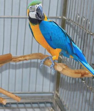 Natuurlijke Vogel Zittak met Klauw slijpfunctie - Ideaal voor Papegaaien & Parkieten