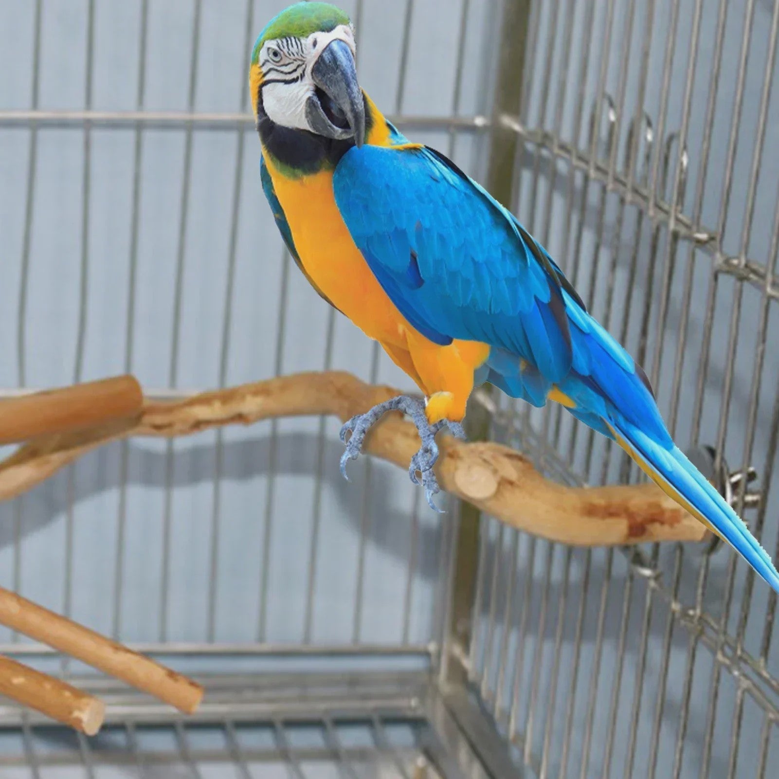 Natuurlijke Vogel Zittak met Klauw slijpfunctie - Ideaal voor Papegaaien & Parkieten