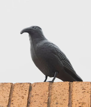 Realistische Zwarte Kraai Decoratie & Vogelverschrikker - Tuin & Buiten