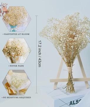 60g Gedroogde Baby's Breath Bloemboeket - Natuurlijke Gypsophila Decoratie