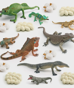 Educatieve Reptielen Levenscyclus Modellen: Kameleon, Baardagaam, Leguaan