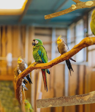 Natuurlijke Houten Papegaai Zitstok Set - Vogelkooi Staande Takken & Platforms