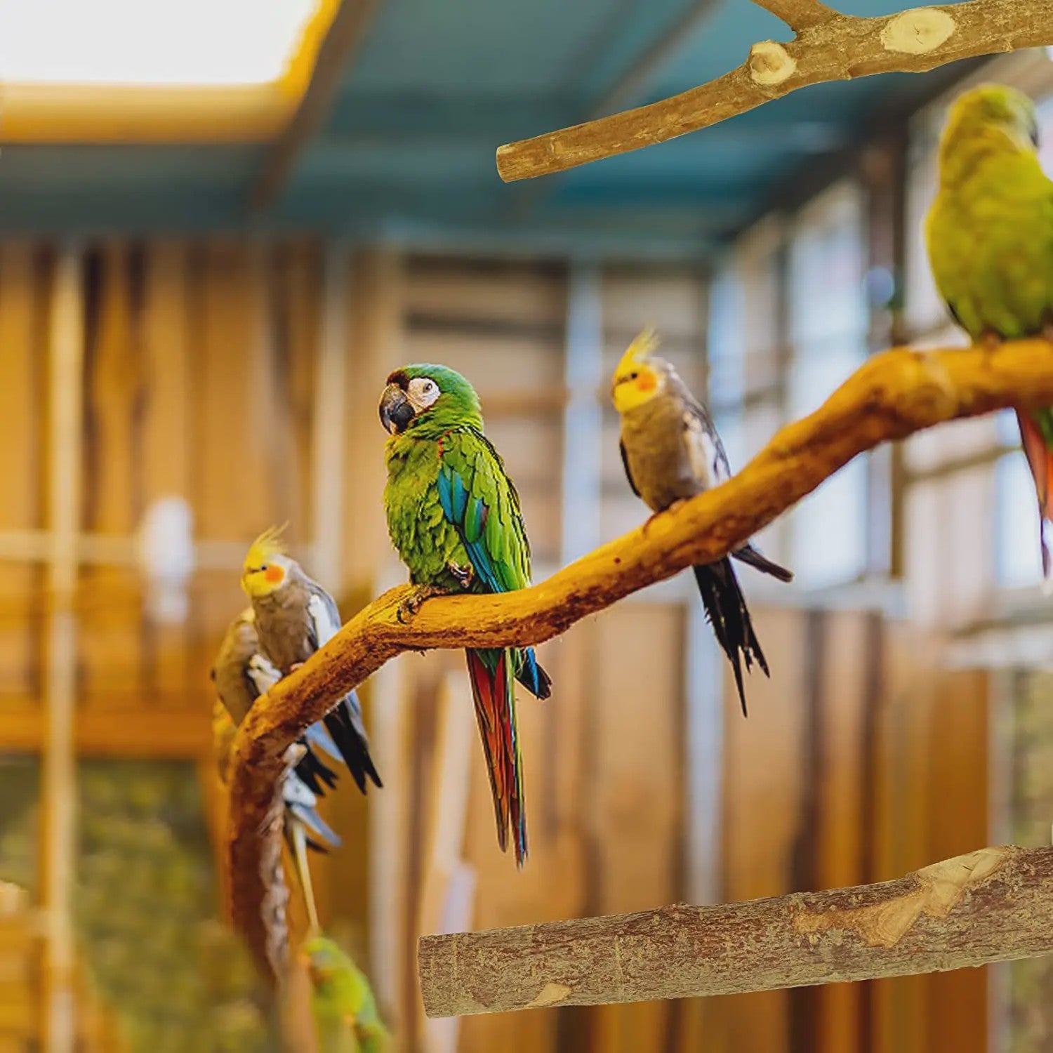 Natuurlijke Houten Papegaai Zitstok Set - Vogelkooi Staande Takken & Platforms