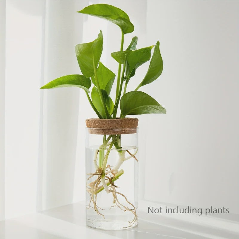 Glazen Hydroponics Vaas - Plantenstekken Station & Decoratie