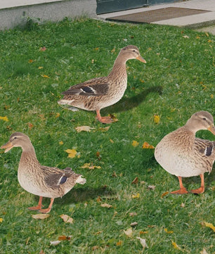 Levendige Acryl Eend Tuindecoratie met Paal - Vrolijke Tuinfiguur voor Buiten