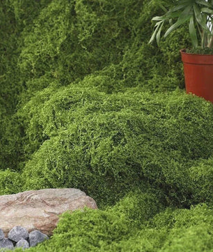 Kunstmos 1m x 1m - Realistisch Nep Mos voor DIY Projecten, Tuin en Interieur Decoratie