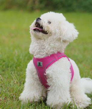 Verstelbaar Hondentuig met Lijn - Reflecterend & Ademend - Voor Kleine tot Middelgrote Honden & Puppy's