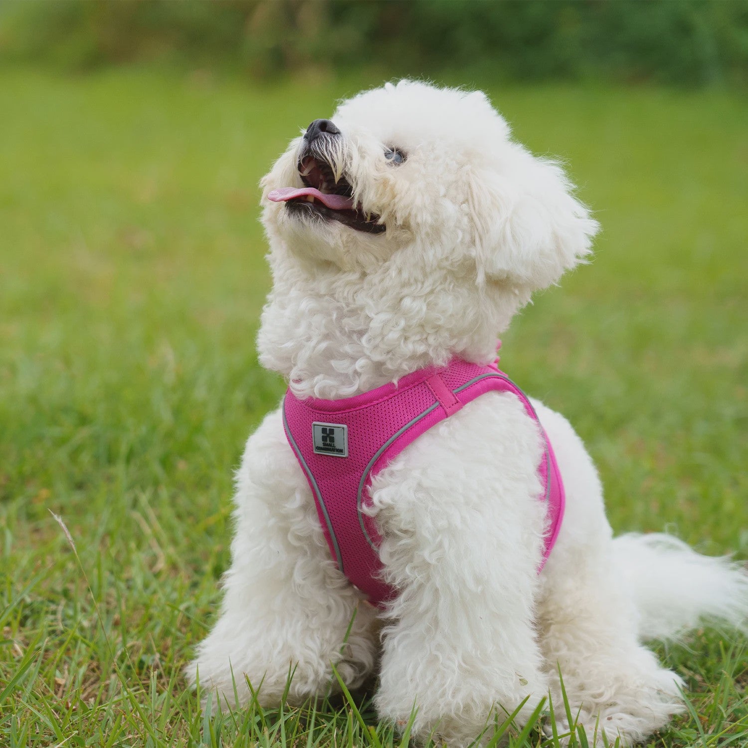 Verstelbaar Hondentuig met Lijn - Reflecterend & Ademend - Voor Kleine tot Middelgrote Honden & Puppy's