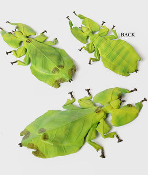 Realistische Insecten Model Figuren: Bidsprinkhaan, Bladwesp & Meer - Educatief Speelgoed & Decoratie